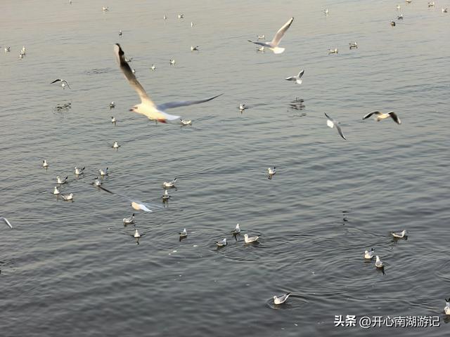 走，去渤海湾看候鸟…