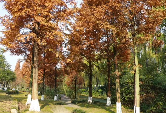 郫都水杉红了！抱着手机猛拍，被这限定美景狠狠惊艳