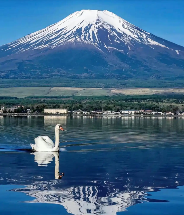 揭露去日本的旅行痛点！血泪教训，这些错误千万不要犯！