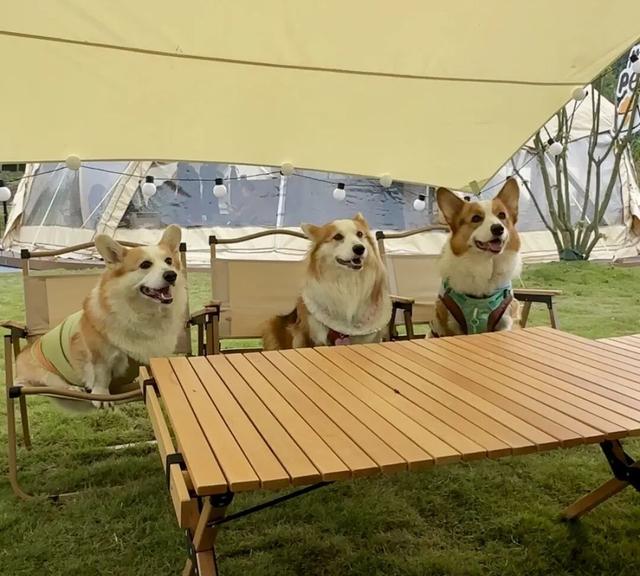 汪汪队！集合！