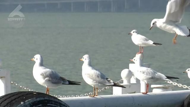 观鸥更方便！全新移动服务“神器”来了！