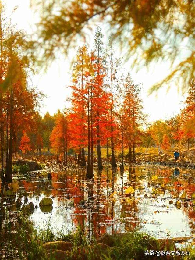 【乐游烟台】最新实拍！烟台鱼鸟河“顶级秋色”加载中