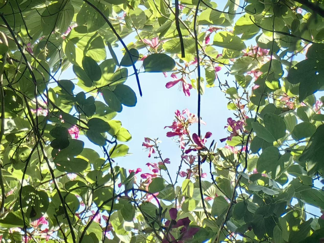 西昌12月“爆改”冬天？这条粉色大道开满了花