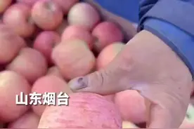 烟台大苹果徒手能掰十六瓣 烟台苹果凭什么全国闻名？图片