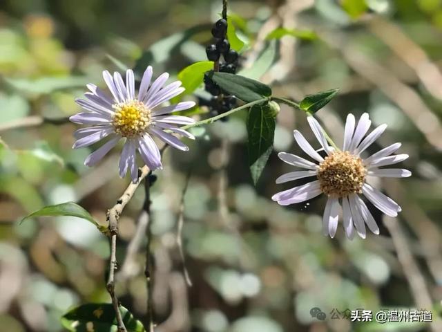 这个凭借21℃的天然清凉悄然“出圈”的森林小镇，别具异域风情！