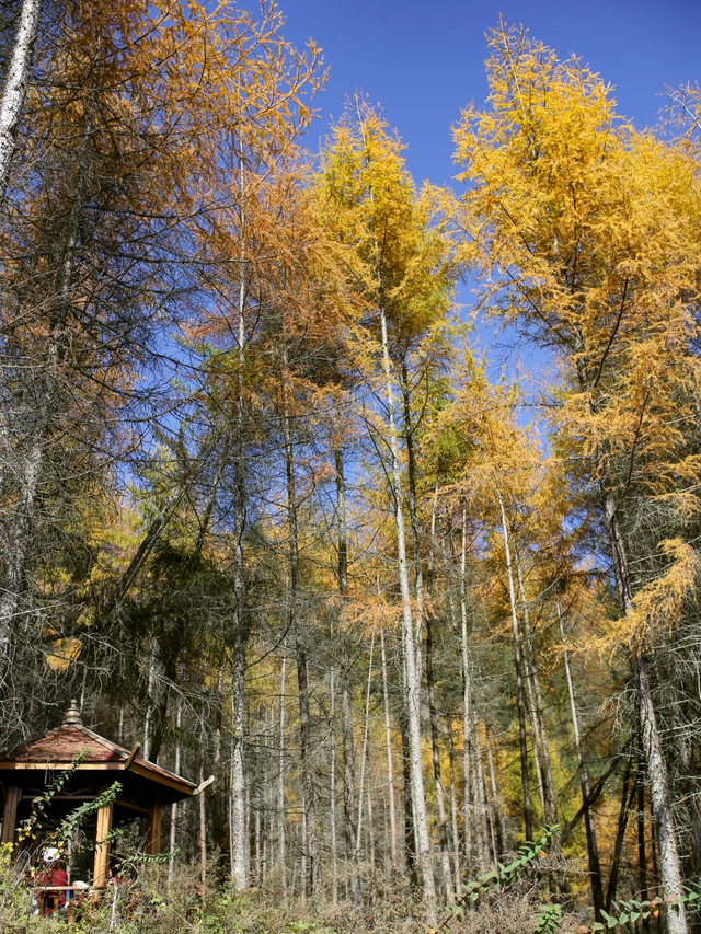 成都周边一日往返，6个小众不废腿的彩林秘境，0门票！