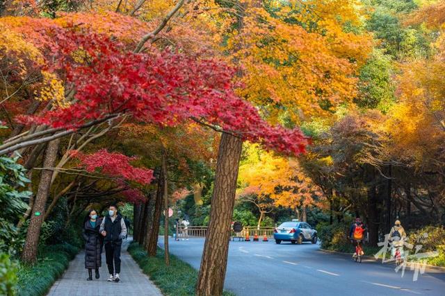 杭州最近美“枫”了，红枫和鸡爪槭还“傻傻分不清楚”？