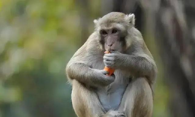 生肖猴注意：12月中有人离开，3件事助你稳住！