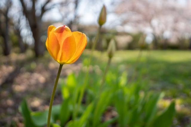 适马 12mm f/1.4 镜头 6 大颠覆设计，APS-C 用户终于等到了！
