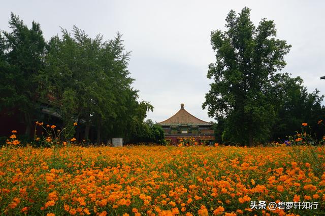 初秋北海公园，赏万佛楼硫华菊花海，和“纯真兔兔”一起荡起双桨