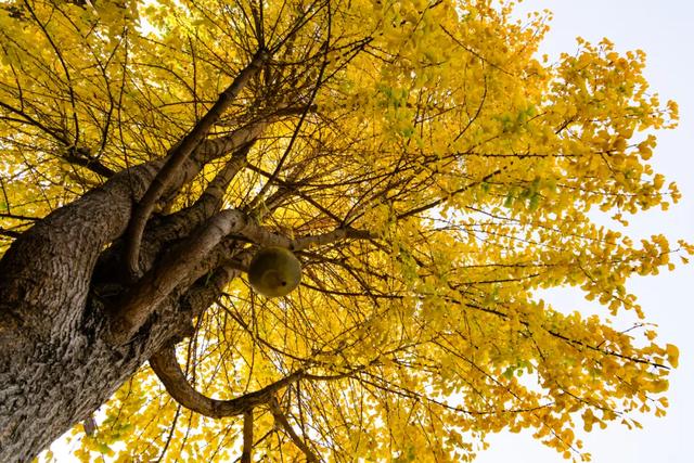 连城超美银杏快来打卡，错过等一年