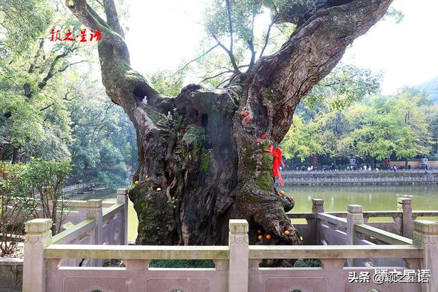 天童寺的高光时刻，禅意弥漫，东谷秋红