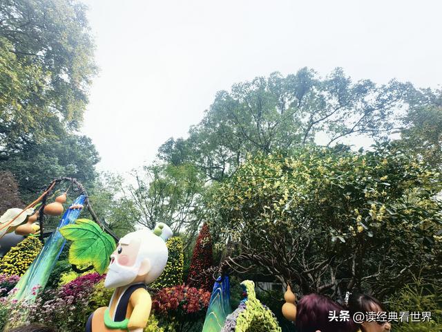 杭州植物园的菊花展——一场关于菊花的饕餮盛宴（二）