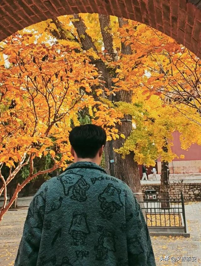 错过等一年！带你打卡岱庙里当红的「黄金擎雷银杏」，这样拾秋秒出大片！