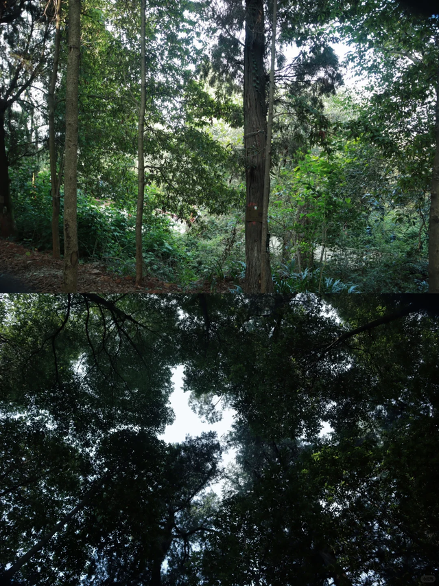 成都地铁直达！被低估的小众徒步秘境，10元斋饭好吃吃到撑