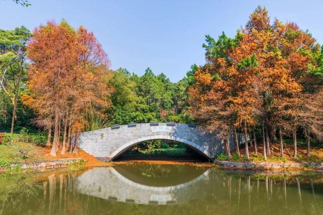 莲花山落羽杉，红了！