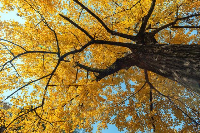 河南千年银杏黄了！没门票停车费，2个打卡地携若干免费景点美了
