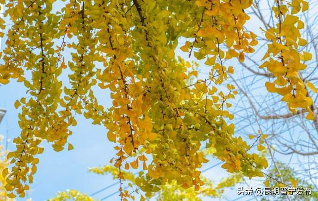 秋染宜居城——深秋的昆阳藏着最惬意的生活模样