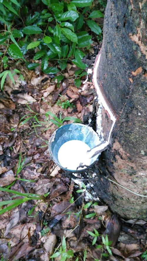 泼水节刚过就去德宏，在云南西南角发现了一块东南亚飞地