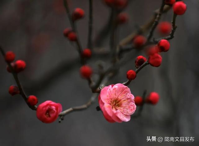冬日“梅”景，真美！