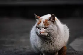 流浪猫到最后去了哪？这5个真相或许你接受不了！但这是事实！图片