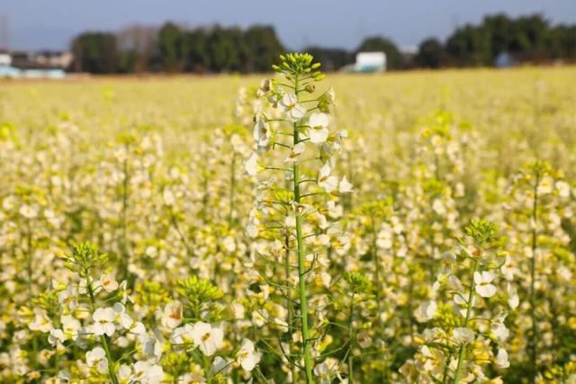 哇塞，免费！6种颜色的油菜花你看过吗？