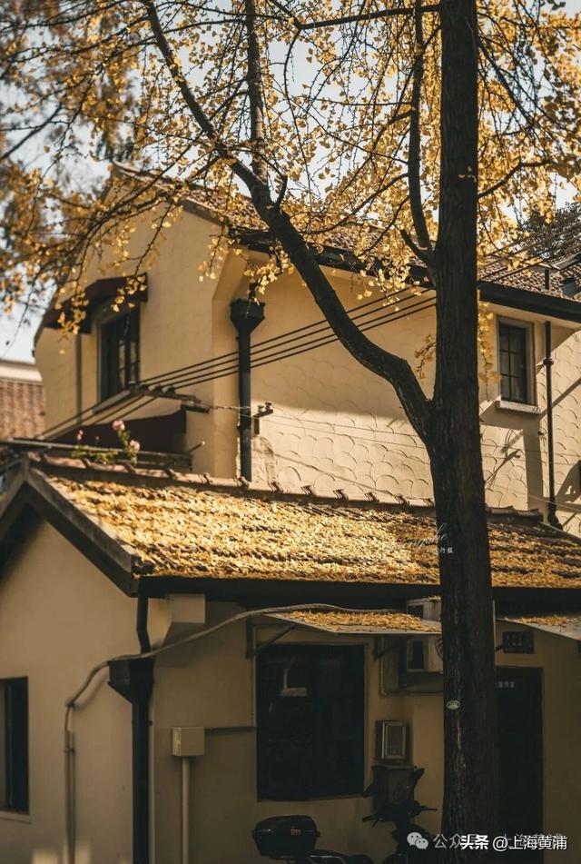 深秋限定！这条百年弄堂里尽是金色的浪漫！