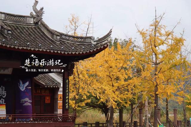 浙江宁波少有的水乡古镇，银杏大道与银杏林太美了，错过再等一年