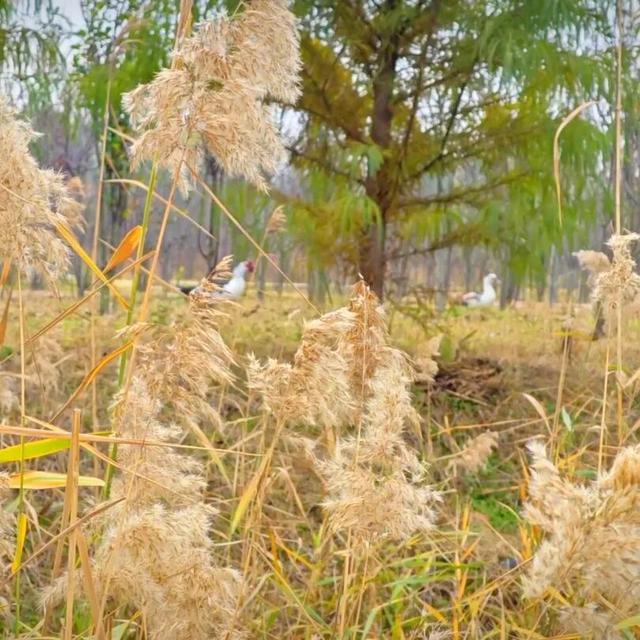 最浪漫的事，牵上“她”的手，湿地走一走