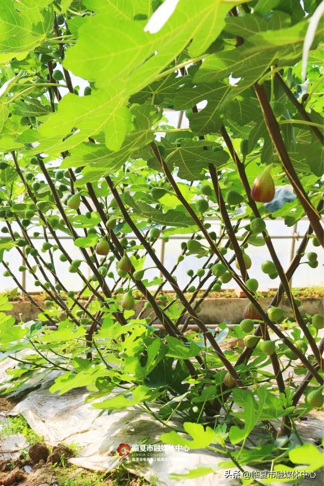 秋天的第一口甜,何必远方?临夏市大庄村的“养颜果”甜到心坎里~