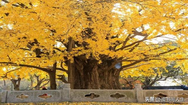 冯沙驼 ‖ 黄叶带火这座城