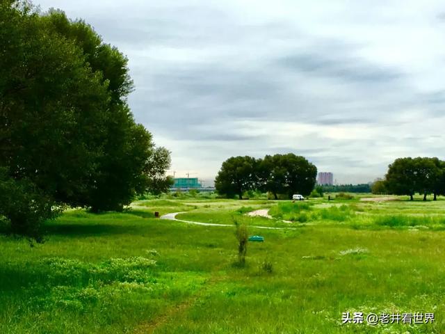 夏日再向草原行（三）内蒙古之行 文‖井明新