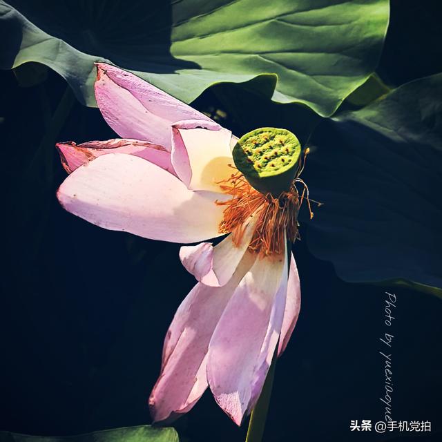 带你逛拍天津小站荷花塘｜这里的荷景别样美