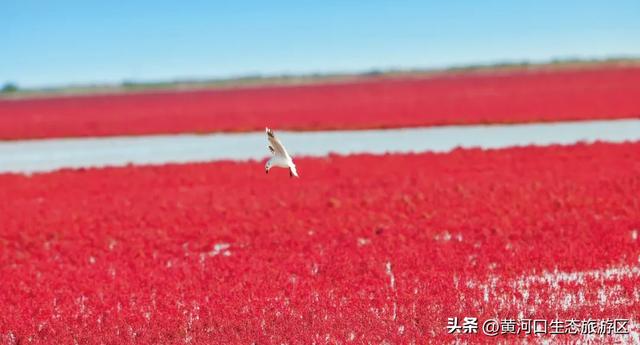 【黄河口生态旅游区】秋日限定美景上线！