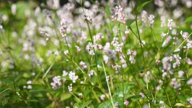 花叶染金秋 满城诗意美如画