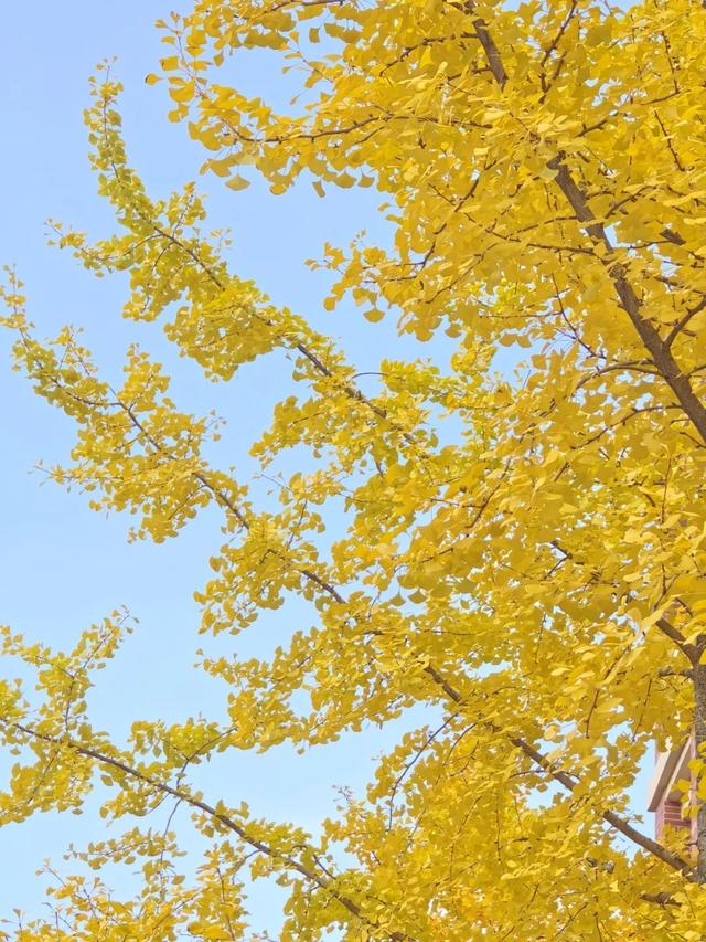 抬头！在寒冷的冬天再欣赏欣赏科院的秋吧