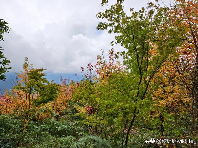 四川行(73)什邡红枫岭徒步到钟鼎寺
