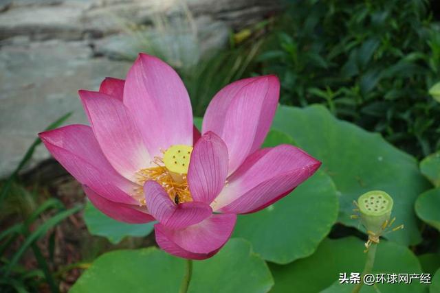 荷香入画 耕织相传——在夏日的颐和园，听见荷花盛开