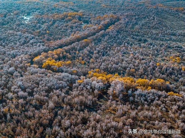 新疆轮台县：轮南胡杨林惊现雾凇奇观