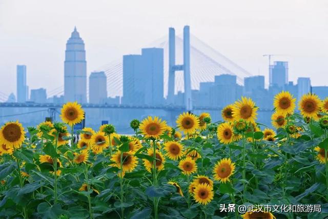 武昌花海又上新，美得很治愈！