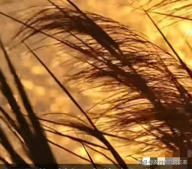 2026村巡察风暴：直击基层腐败七寸，农民的钱袋子这回有人守了！