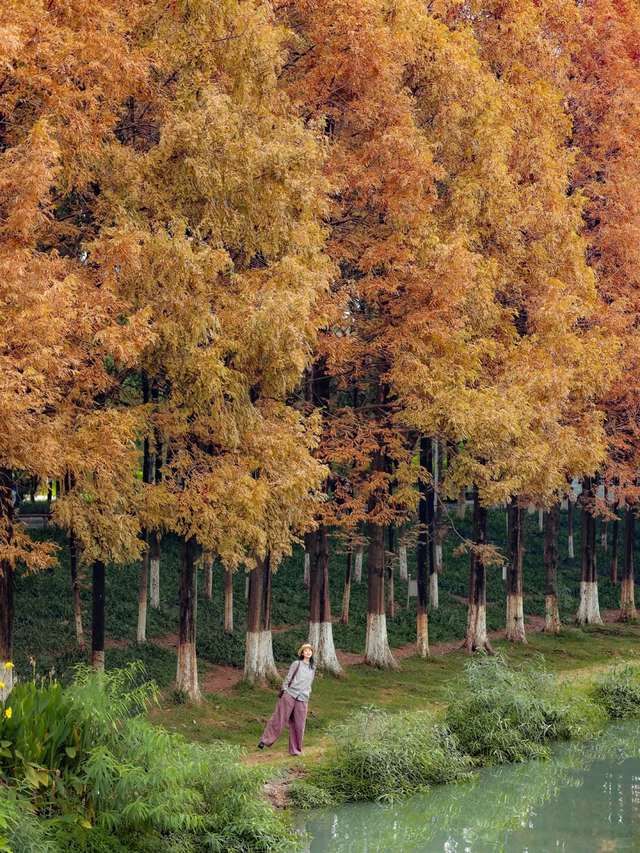 成都赏秋指南！9个绝美的秋日氛围感公园，黄了，免费！