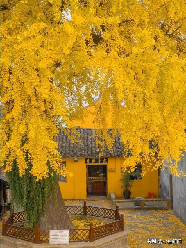 金色的苏州，开始了！