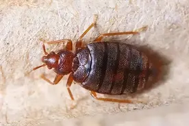 为什么房间会有虱虫？床上突然有床虱是为什么？图片