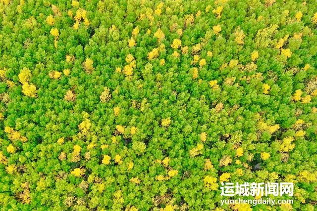 黄河一号旅游公路平陆段：层林尽染黄河岸