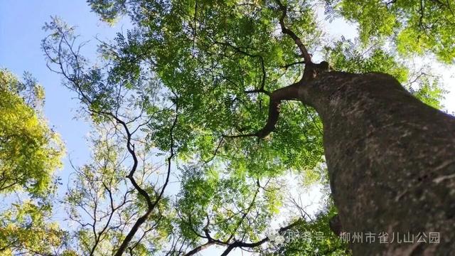 这份柳州秋日限定打卡地图请收好，粉、紫、黄、红全都有！