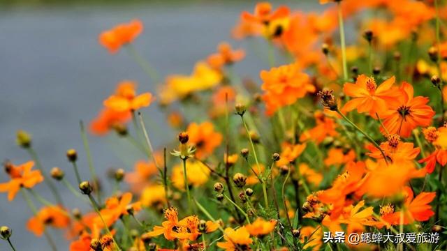 爱花小伙伴们：杭州湘湖花海盛放期来临，来免费嗅浪漫花香吧！