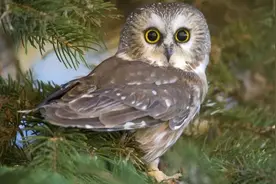 诡异！猫头鹰为何会在濒死老人附近“冷笑”？其实大家都冤枉它了图片