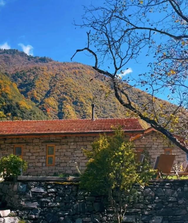 今年理县红叶开挂了！红得惊动天地，美到不可方物