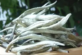你真的懂白茶嘛？图片